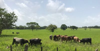 Finca en venta en Muy Muy 1890mz